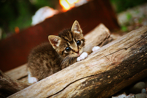 开云体育官网-胜负的艺术，险胜与统治的协奏曲