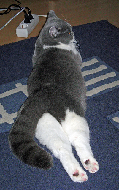 奥恰洛夫刺破碾压幻象，当德意志铁骑的孤星，照亮日本军团的暗面