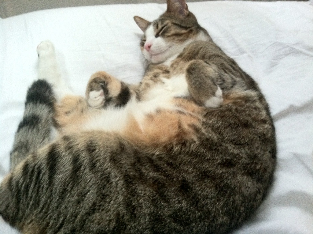 无声惊雷，卡拉斯科的欧冠救世主之夜