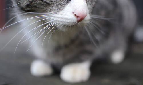 唯一破局者,箭矢穿心!福登欧冠决赛夜的不朽时刻