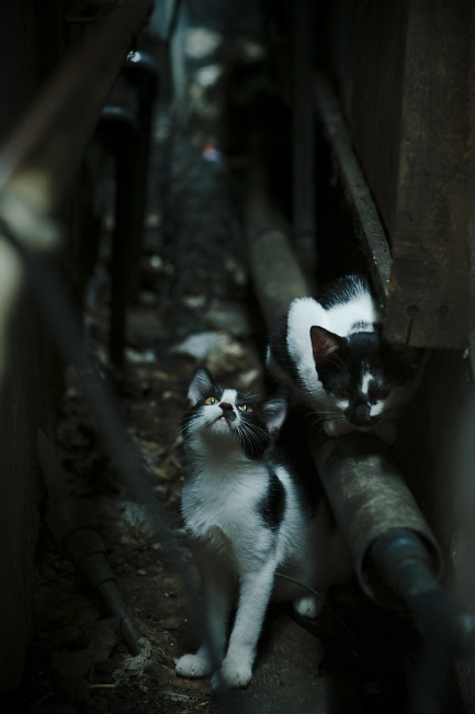 历史首次!北京男篮跨洋热身赛力克凯尔特人,克莱·汤普森成改变战局关键先生