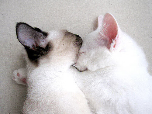 数据革命与蝴蝶效应，保罗引爆凤凰城，雄鹿提前宣战湖人？