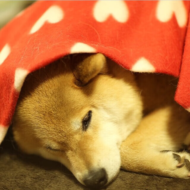 夜色独行，马丁内利在F1揭幕战中的孤勇与扛鼎