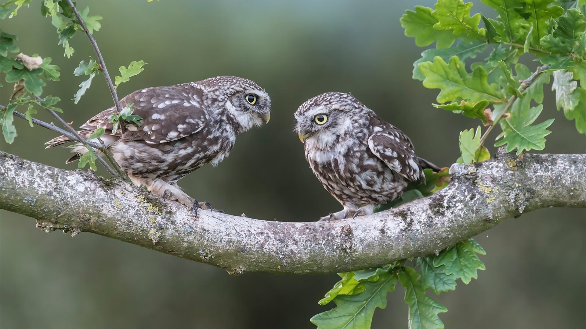 小城奇迹与巨人杀手，足球世界中的非豪门哲学