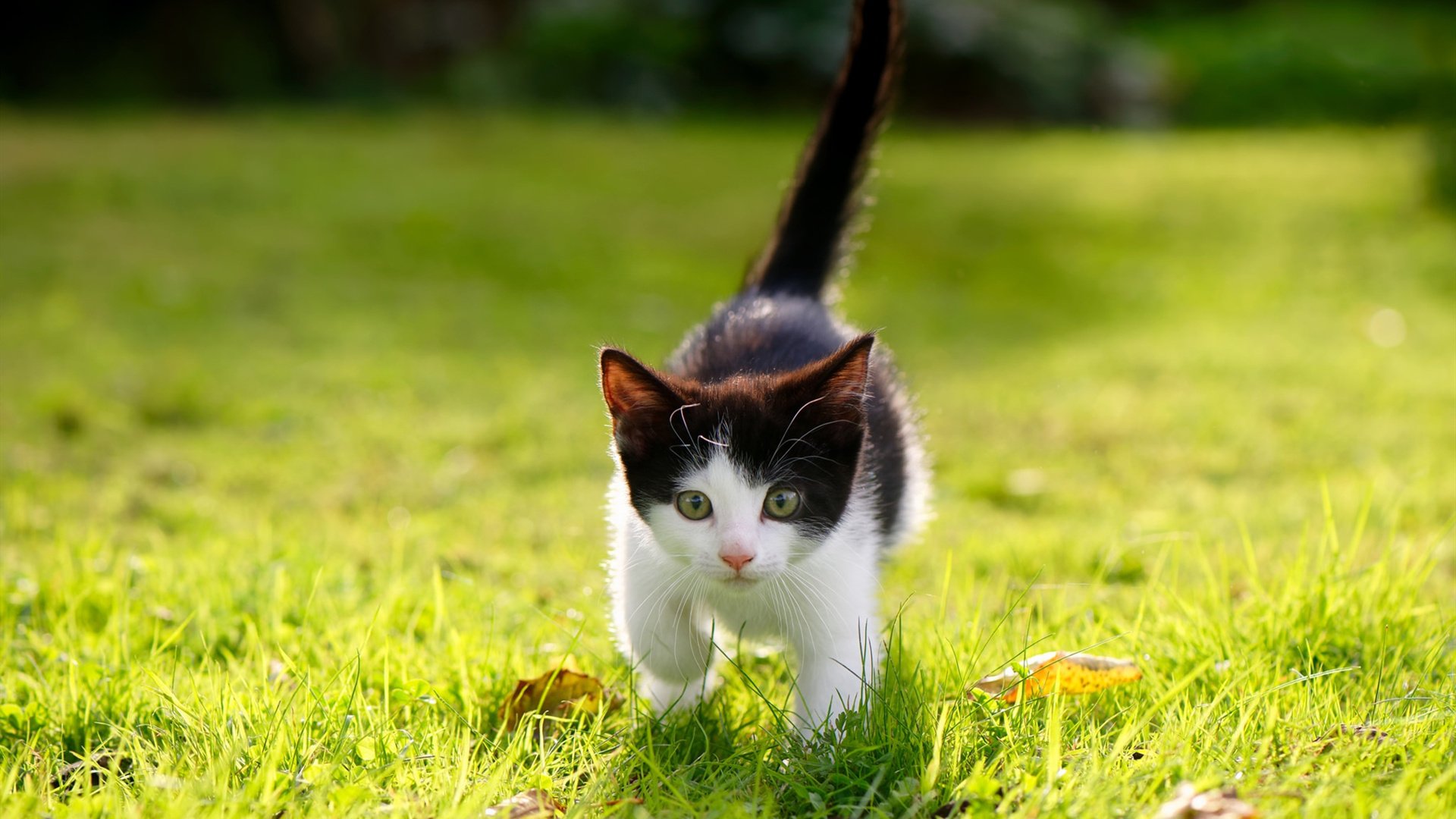 橙衣幽灵破棋局，加克波如何以异乡人之姿，在克罗地亚与塞维利亚的百年恩怨中写下唯一注脚