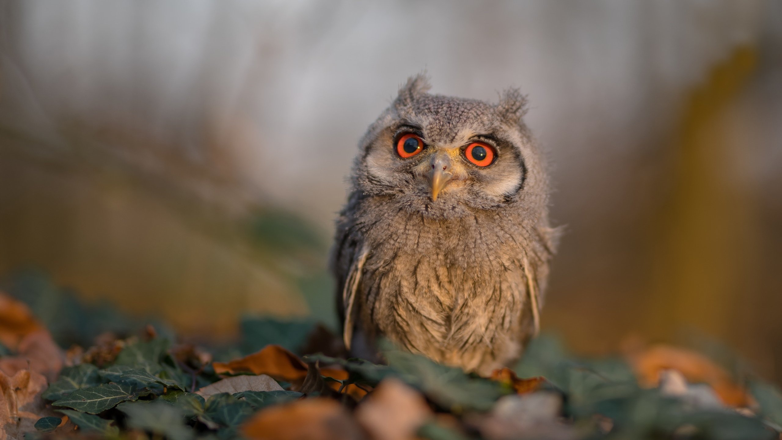 双城记，哈登改写时代之战，篮网东方远征征服三晋