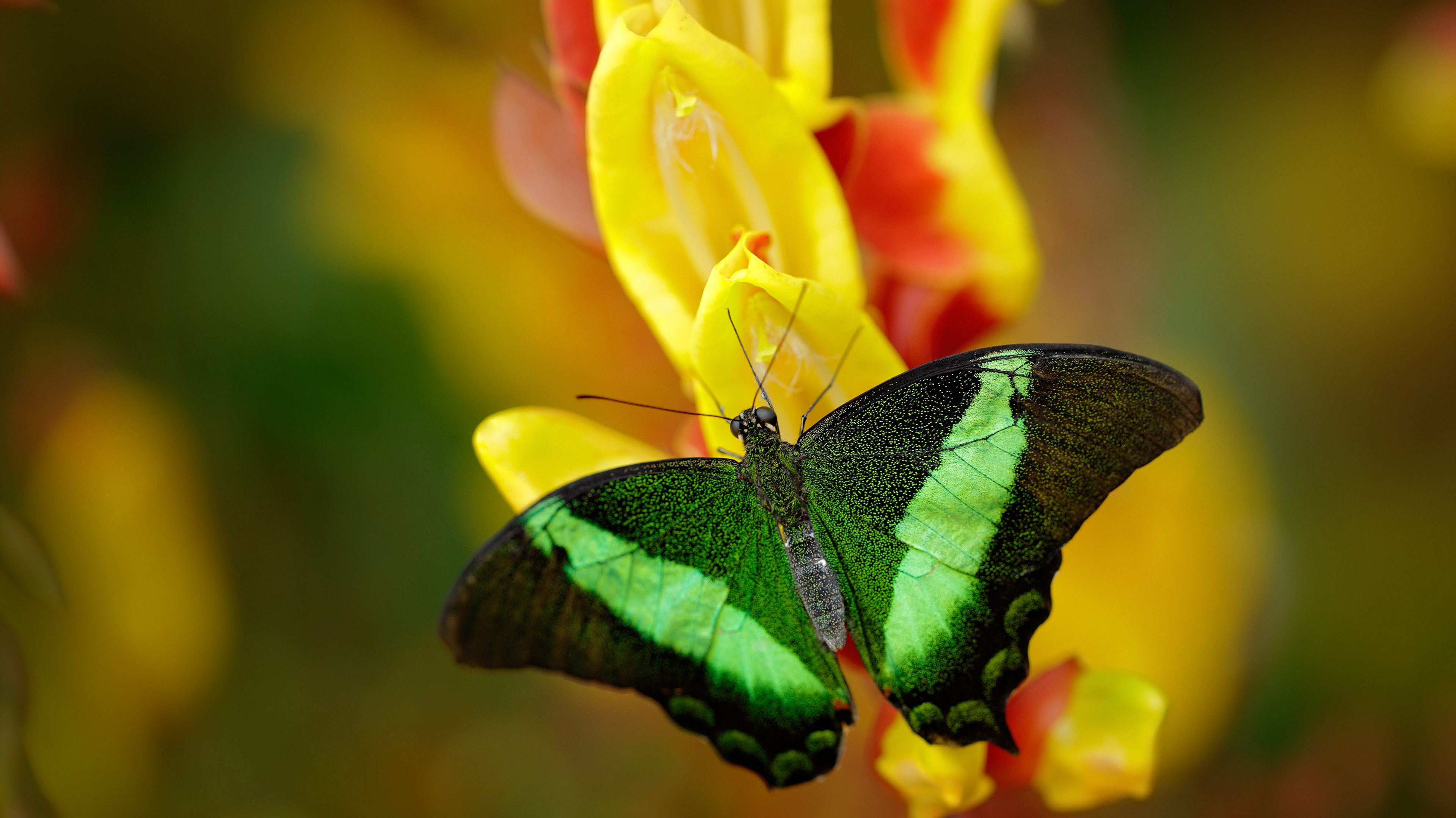冰与火之诗，加克波在玻利维亚高原对决冰岛战吼