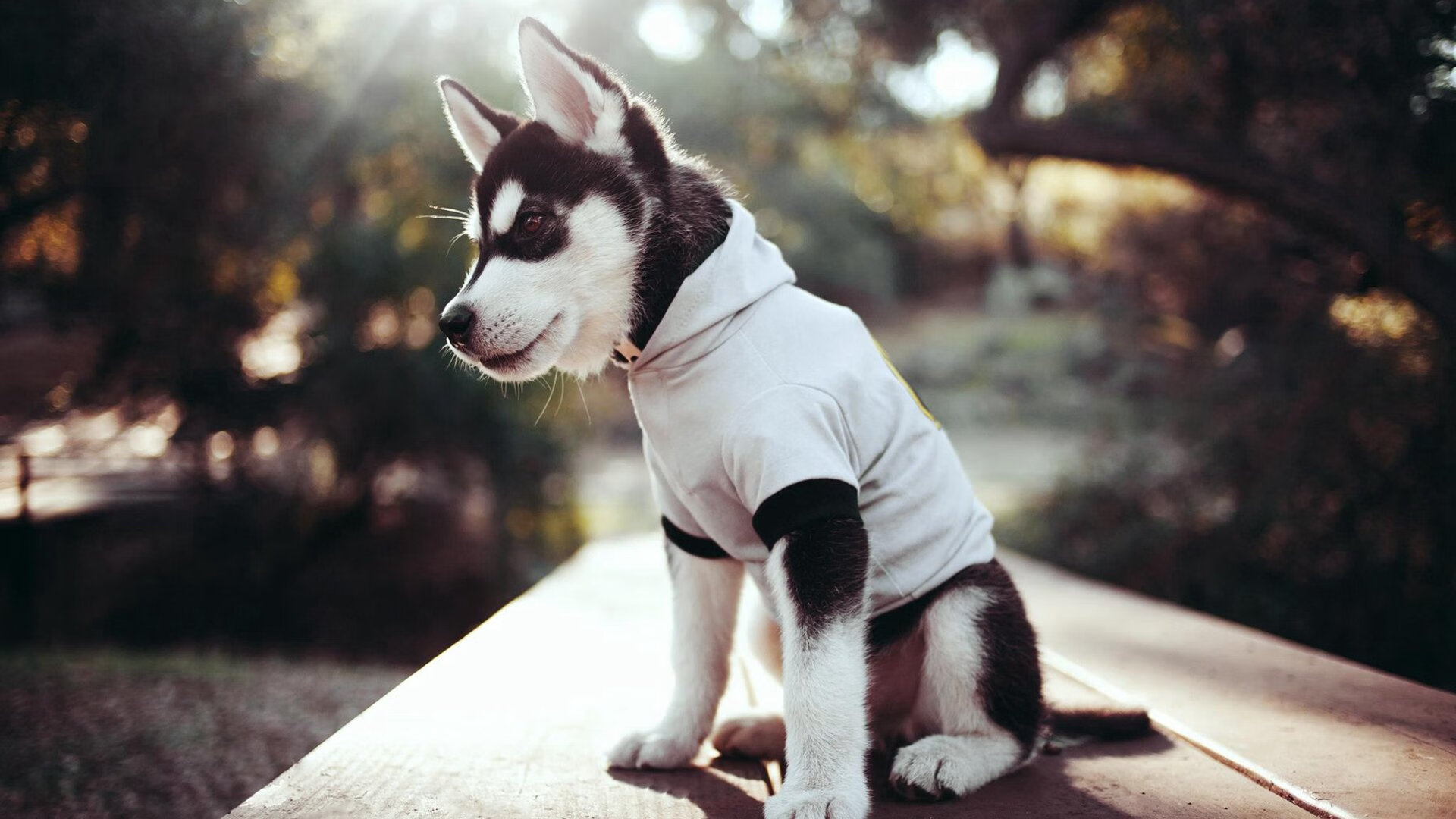 F1新赛季揭幕战，节奏掌控的艺术与威尔士足球对多特蒙德的启示