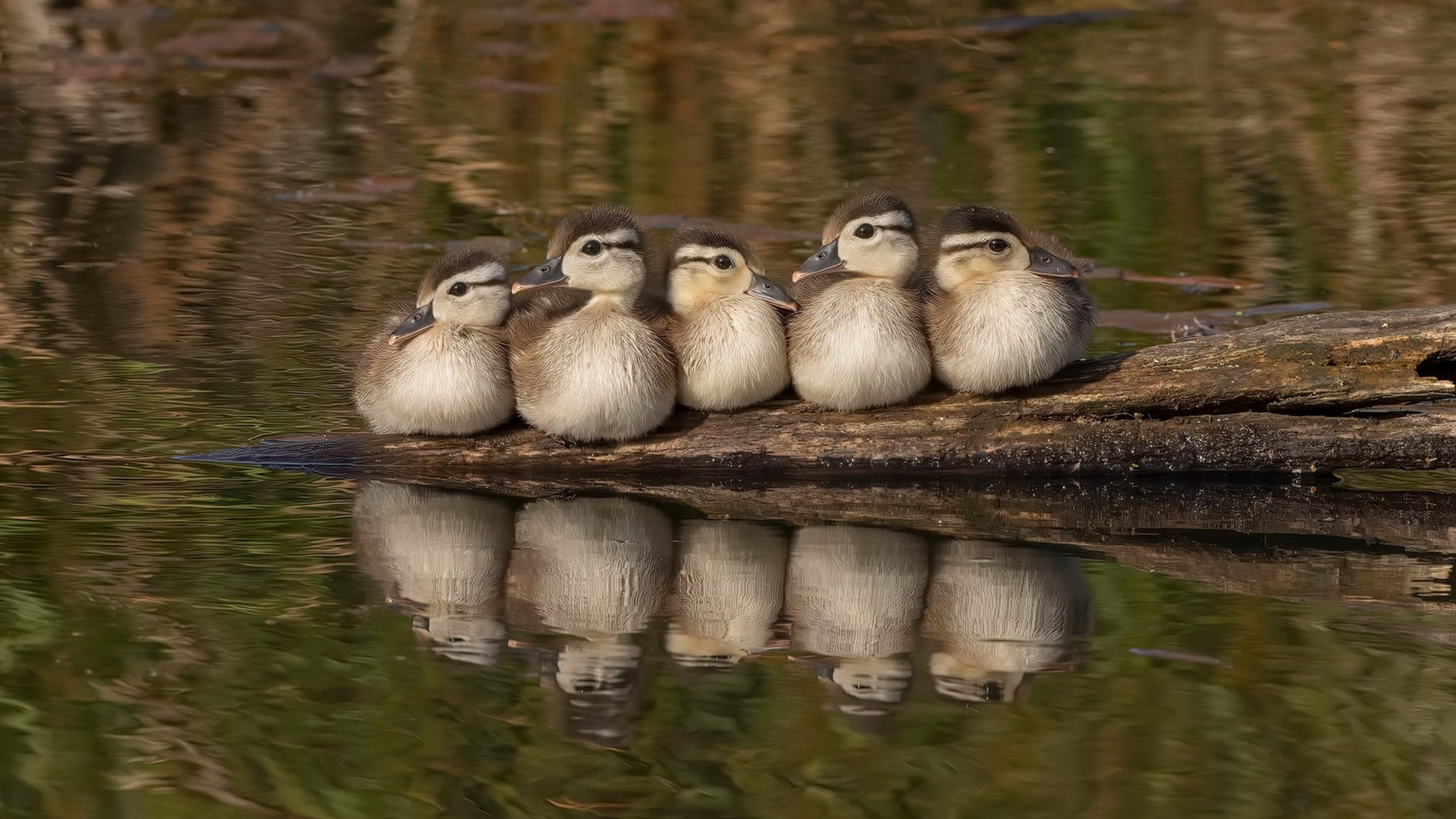 开云体育入口-阿坎吉一锤定音！塞内加尔热浪中迎回失落支柱，关键先生献决胜一击